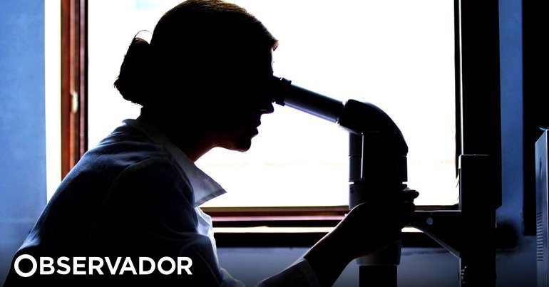 FCT vai cofinanciar ingresso na carreira de mais 100 cientistas que se somam aos mil iniciais – Observador