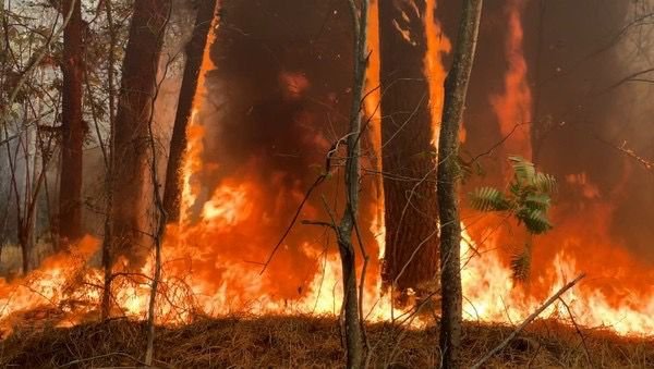 Bombeiros da região atendem 60 ocorrências de queimada em 24 horas